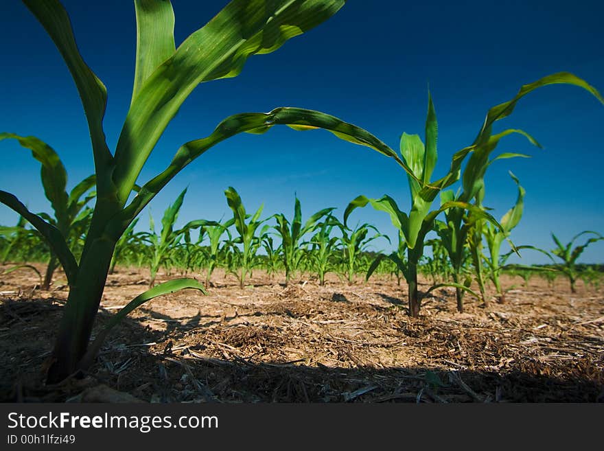 Freshly plowed field of new green corn stalks growing against a dark blue sky background. Freshly plowed field of new green corn stalks growing against a dark blue sky background