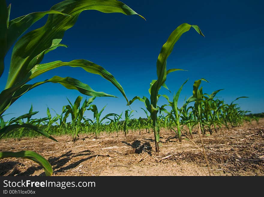 Freshly plowed field of new green corn stalks growing against a dark blue sky background. Freshly plowed field of new green corn stalks growing against a dark blue sky background