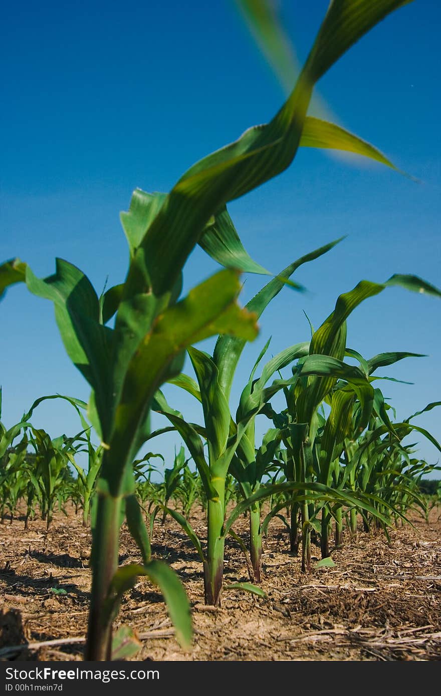 Freshly plowed field of new green corn stalks growing against a dark blue sky background. Freshly plowed field of new green corn stalks growing against a dark blue sky background