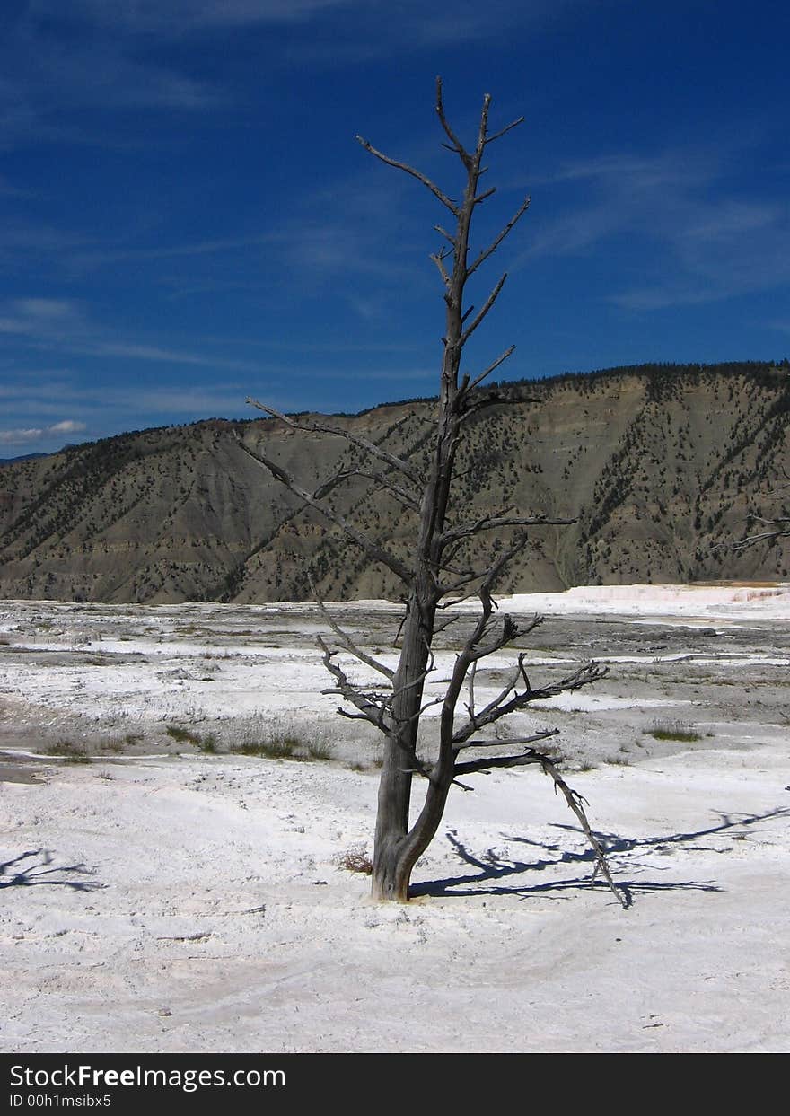 Mammoth Hot Spring