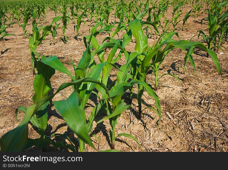 Freshly plowed field of new green corn stalks growing against a dark blue sky background. Freshly plowed field of new green corn stalks growing against a dark blue sky background