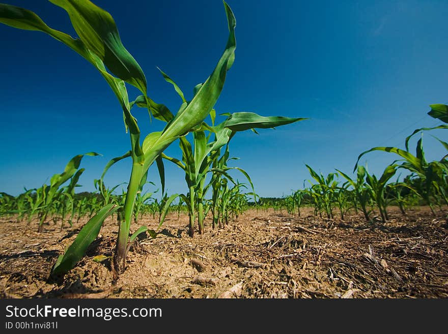 Freshly plowed field of new green corn stalks growing against a dark blue sky background. Freshly plowed field of new green corn stalks growing against a dark blue sky background