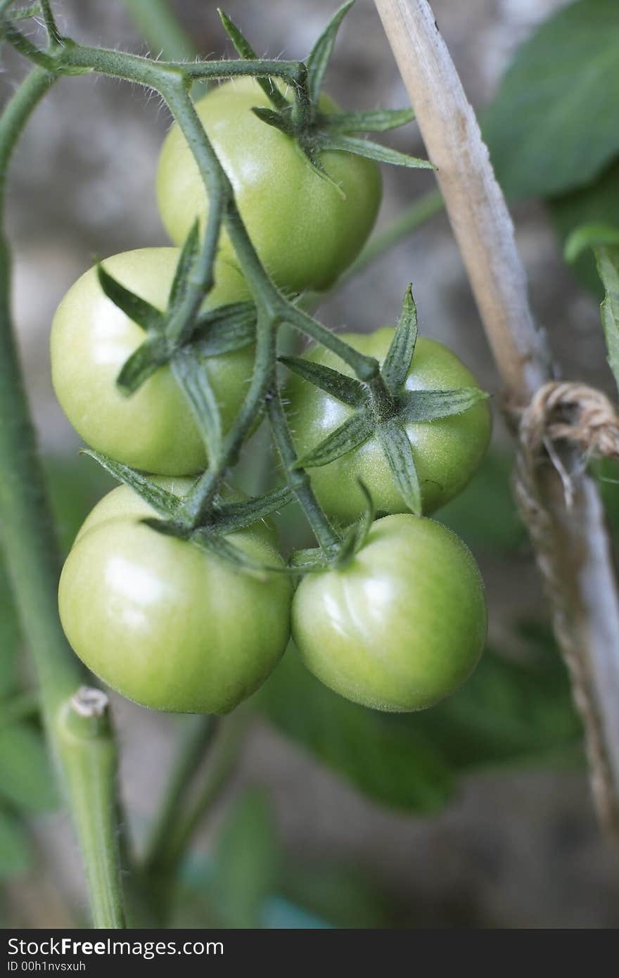 Unripe Homegrown tomatoes