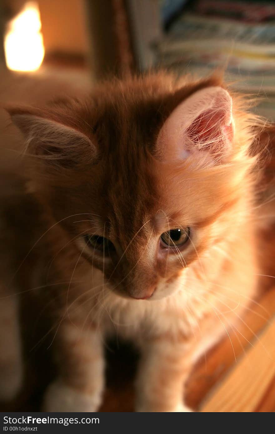 Small white kitten of Maine Coon. Small white kitten of Maine Coon