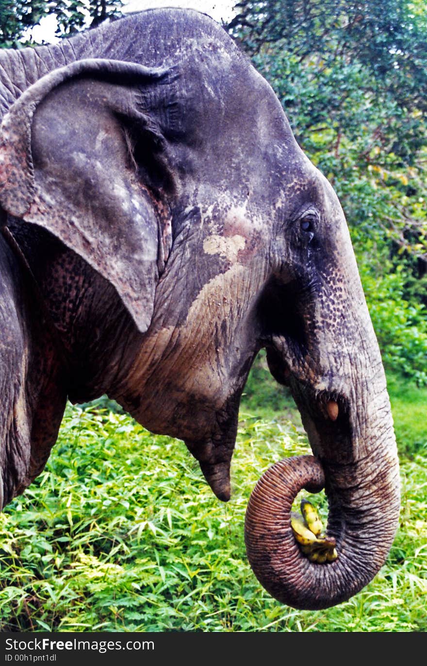 Side profile of elephant about to eat some bananas in the jungle. Side profile of elephant about to eat some bananas in the jungle