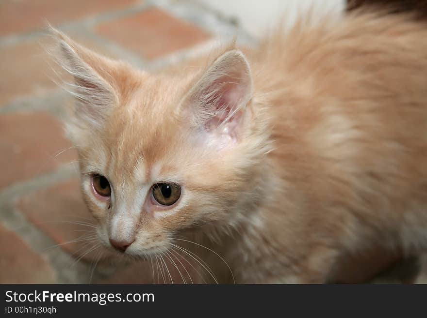 Small white kitten of Maine Coon. Small white kitten of Maine Coon