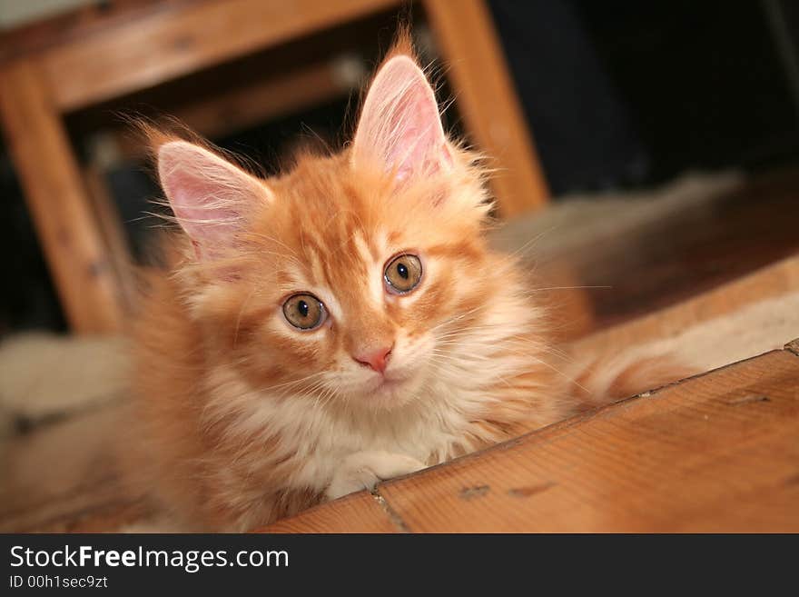 Small white kitten of Maine Coon. Small white kitten of Maine Coon