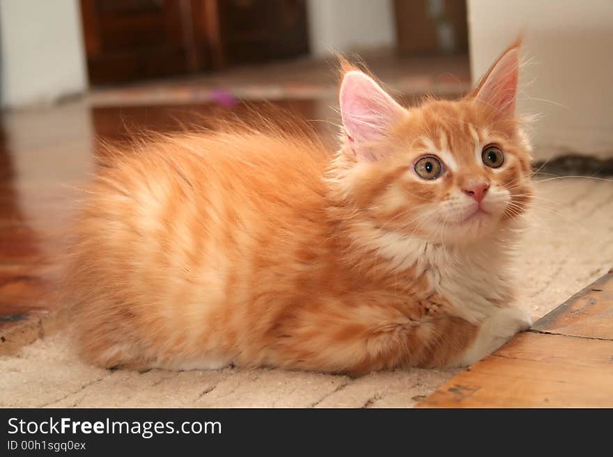 Small white kitten of Maine Coon. Small white kitten of Maine Coon