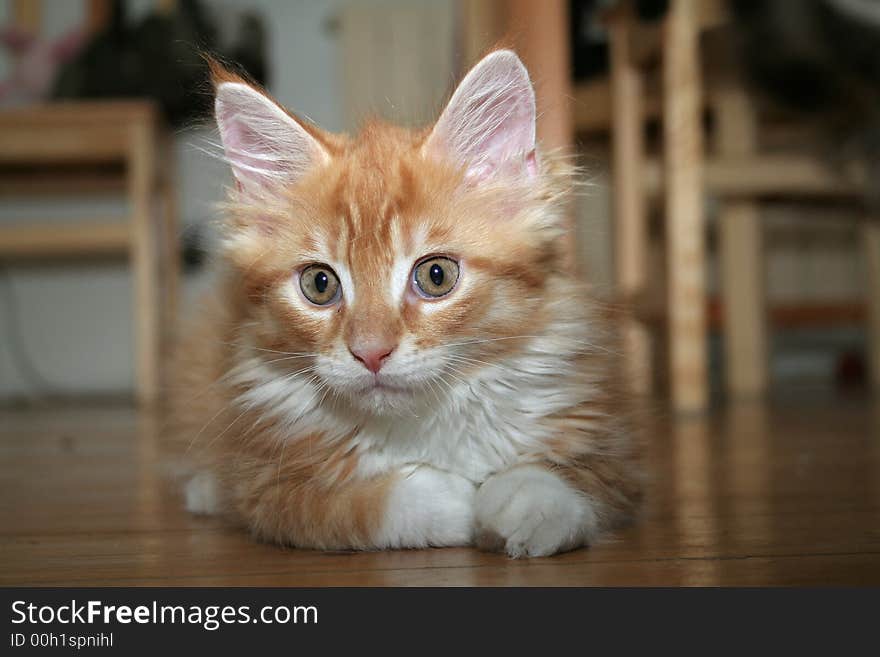 Small white kitten of Maine Coon. Small white kitten of Maine Coon