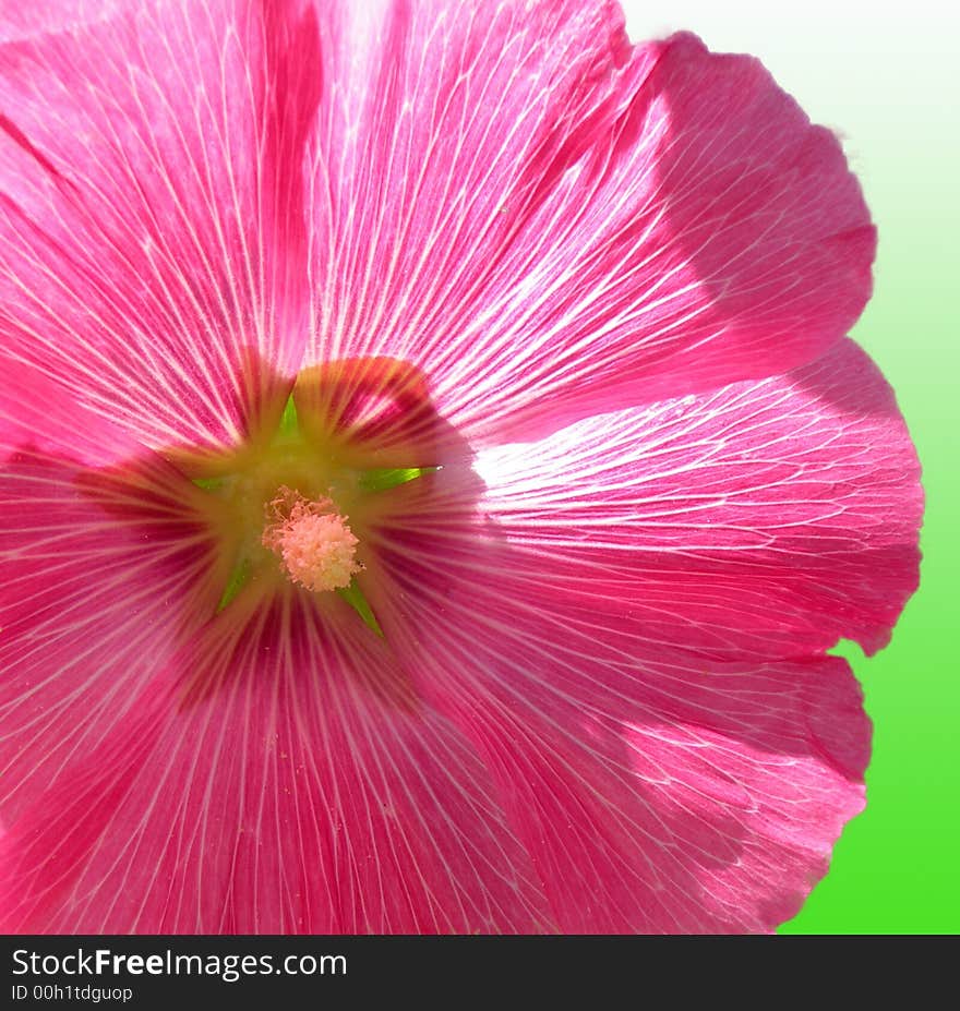 Single pollenating pink flower in sunlight. Single pollenating pink flower in sunlight