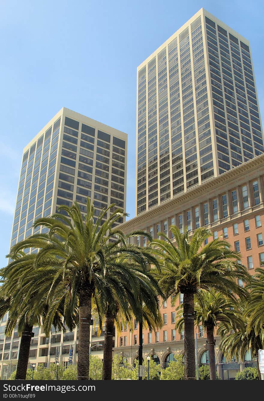 Sky Scrapers And Palm Trees