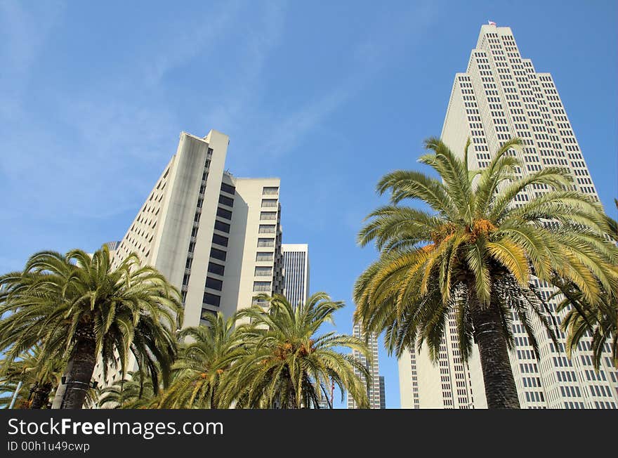 Sky Scrapers and Palm trees