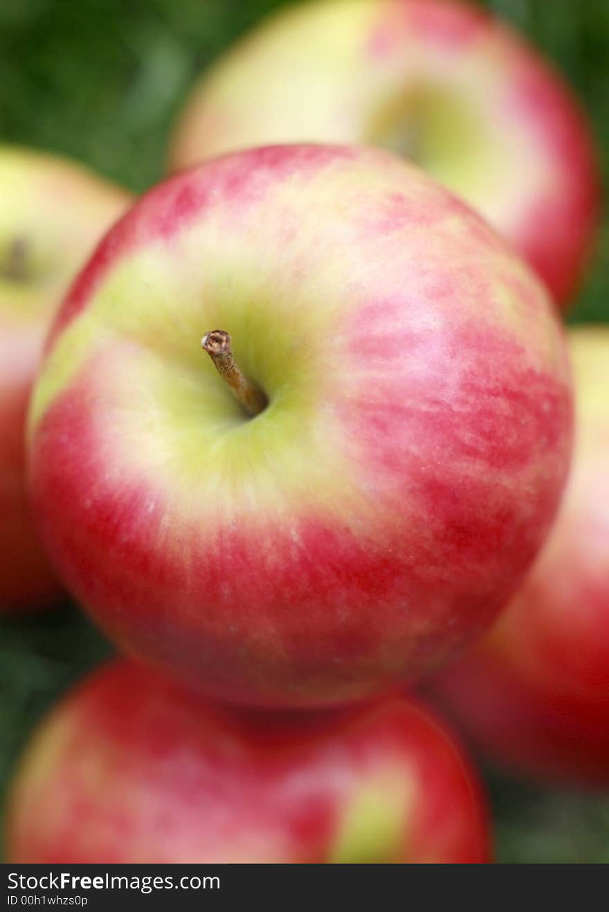 Close-up of Royal gala apples in a garden