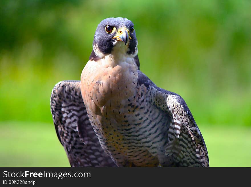 Peregrine falcon ready to give a flying demonstration