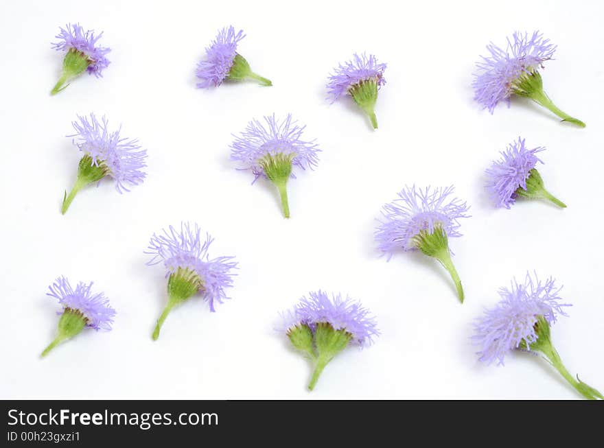 Small purple flower background over white. Small purple flower background over white