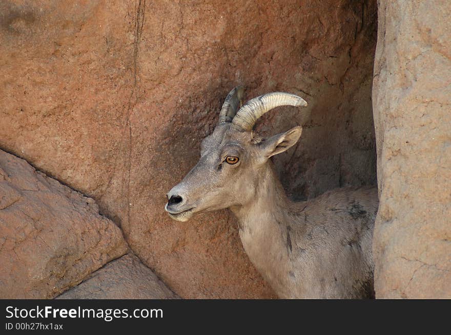 A bighorn sheep takes refuge behind a rock.