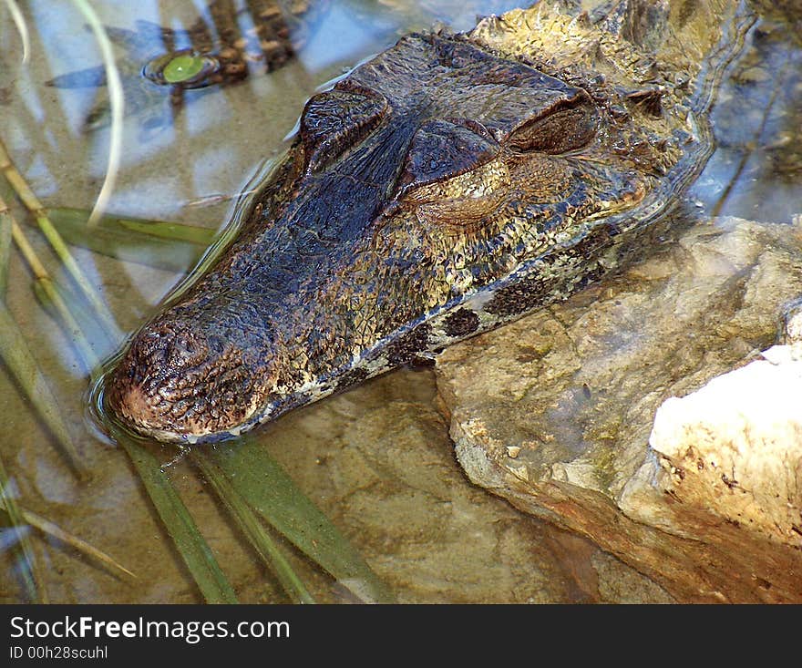 Partially submerged crocodile rests its head on a rock