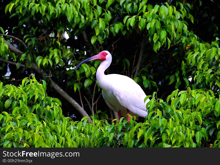 A heron sitting on the top of a tree in a tropical island