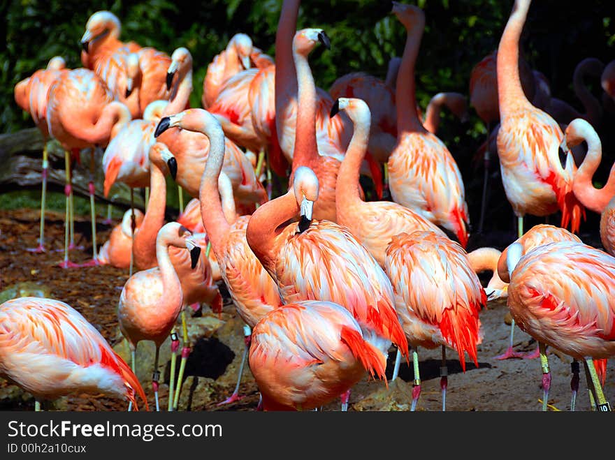 Flamingos