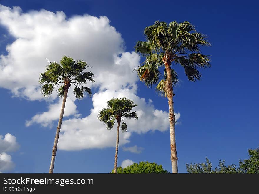 Palm tree against sunny sky with clouds concept of vacation. Palm tree against sunny sky with clouds concept of vacation