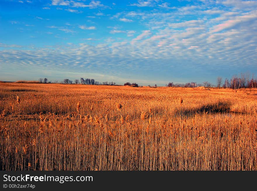 Wild grass isolated on a scenic back ground