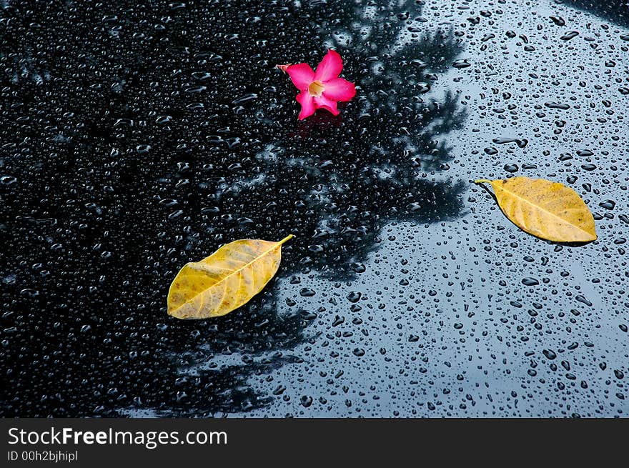 Water droplets and leaf on the car surface