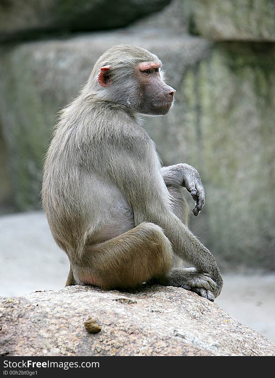 Portrait of nice baboon female. Portrait of nice baboon female