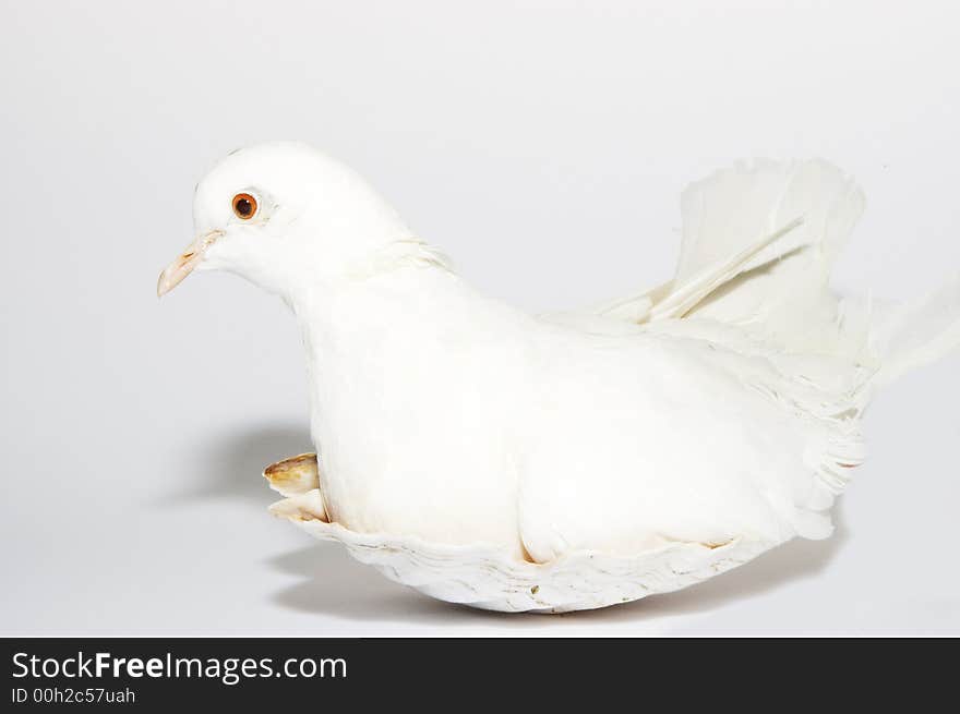 White dove, pigeon portrait in shell nest