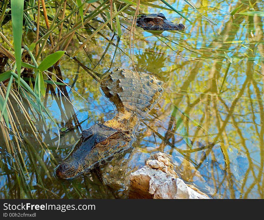 Two crocodiles submerged in water reflecting the jungle above. Two crocodiles submerged in water reflecting the jungle above