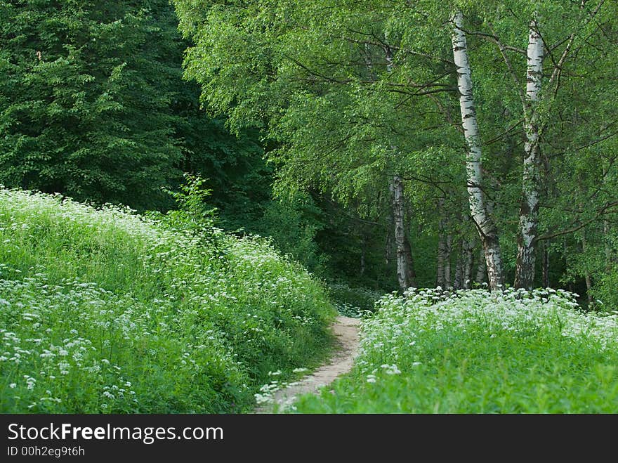 Birch And Path In A Park