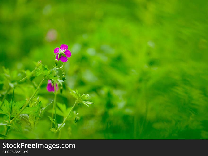 Floral background