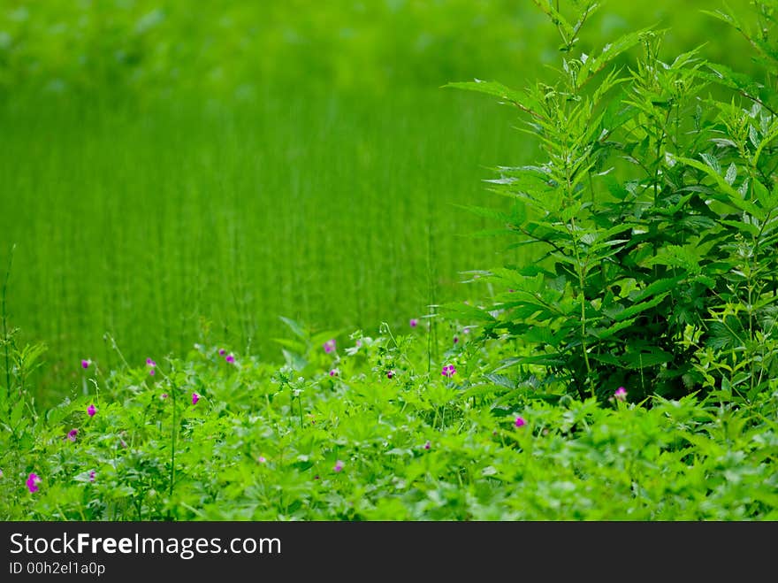 Grass blades for a nice floral background