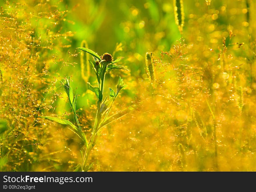 Floral background