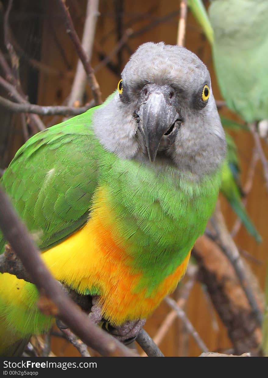 Green-yellow beatiful parrot in Krasnoyarsk zoo Roev-ruchey.