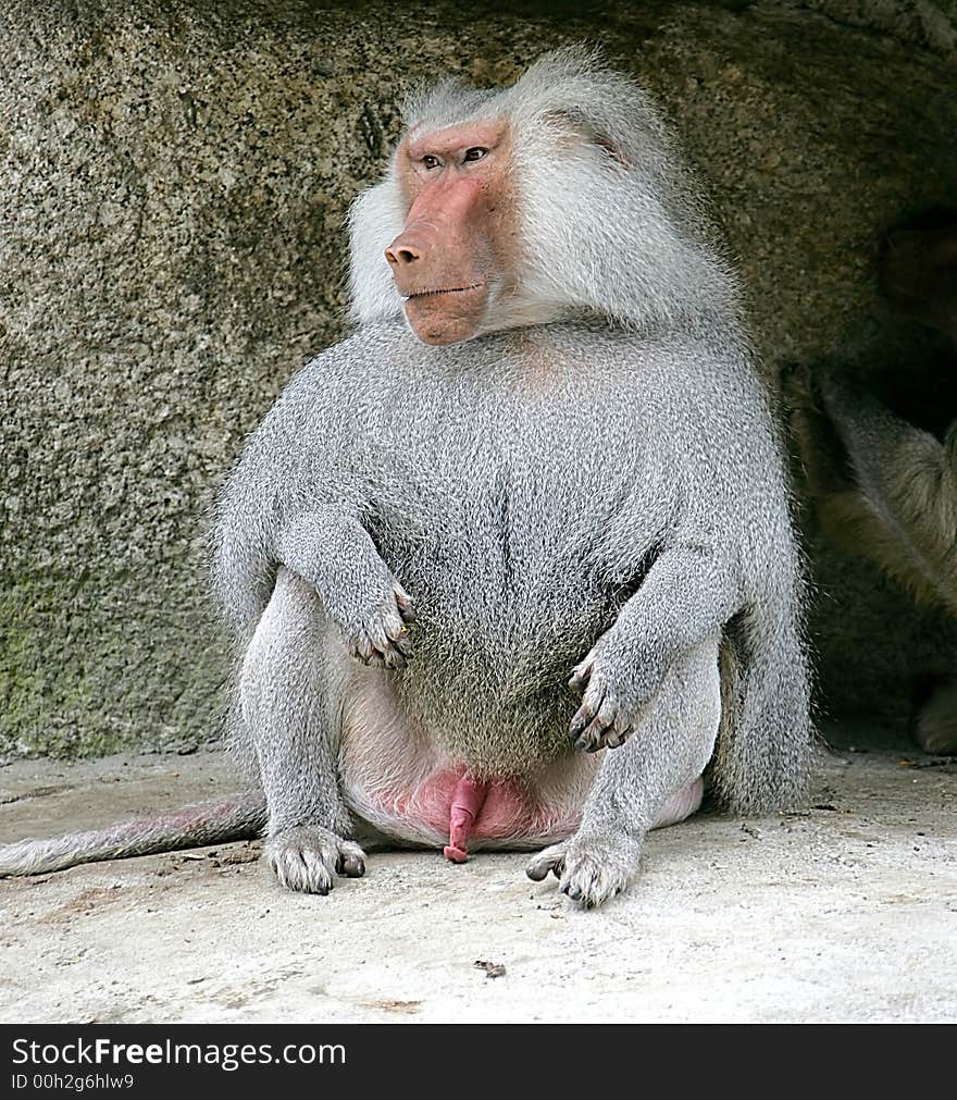 Baboon 9