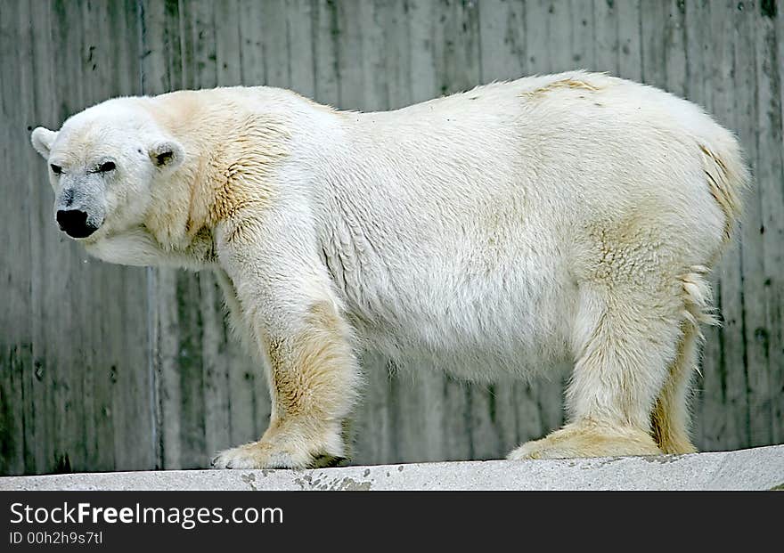 Polar Bear 2