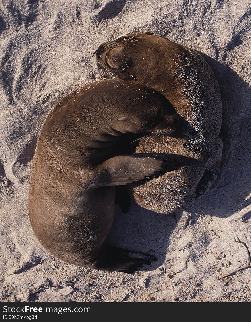 Baby Sea Lions