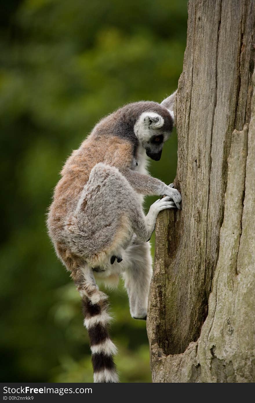 A ring tailed lemur sitting on a high post