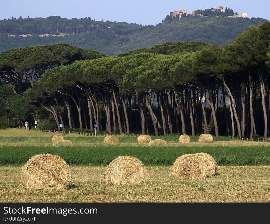 Rural landscape