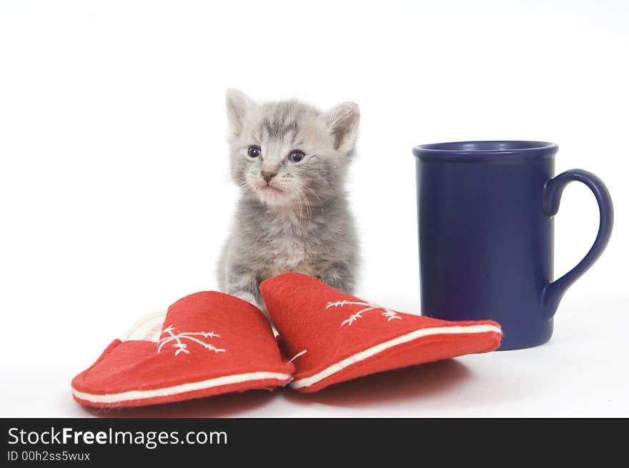 Kitten, slippers, coffee