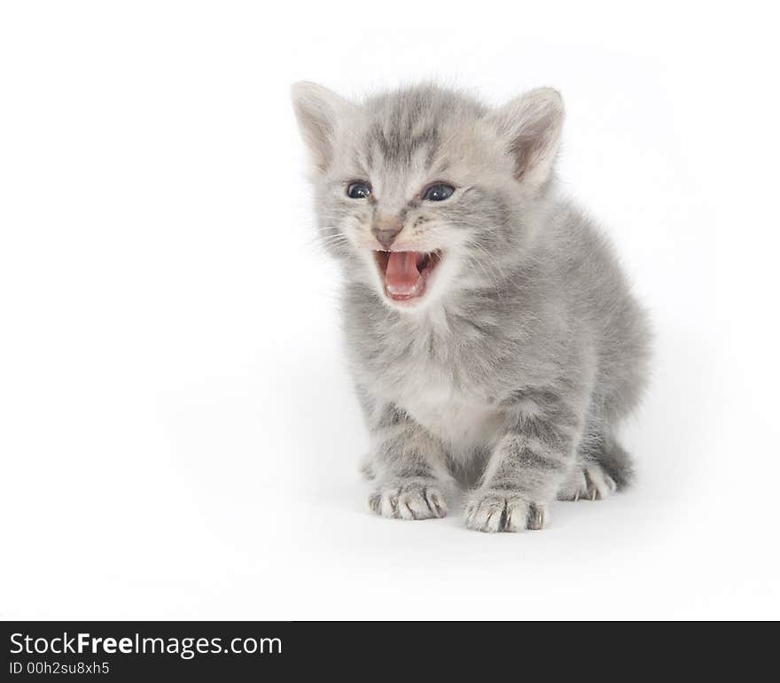 A gray kitten cries on white background. A gray kitten cries on white background