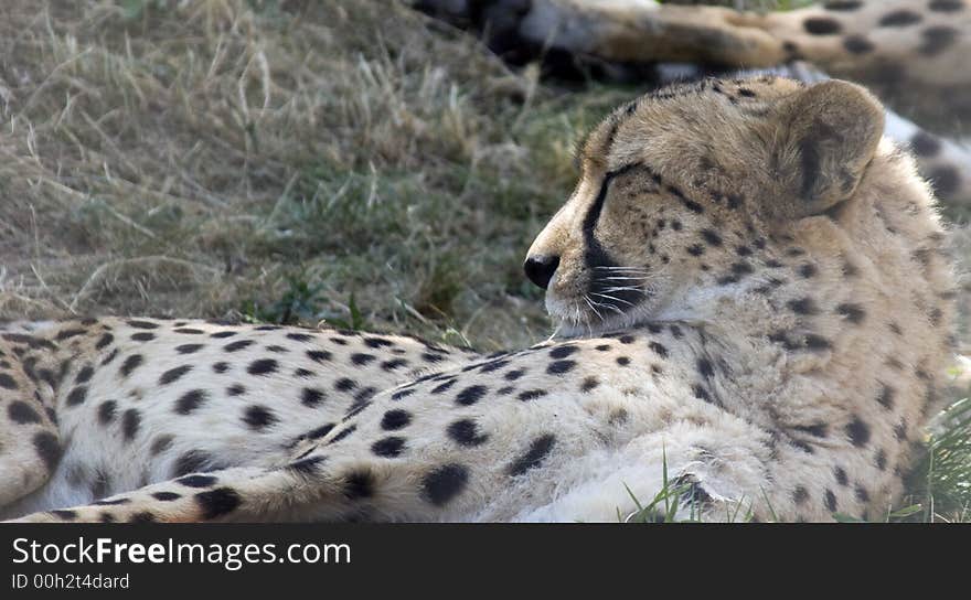 The Cheetah (Acinonyx jubatus) is a vulnerable member of the cat family (Felidae), a poor climber that hunts by speed and stealth.