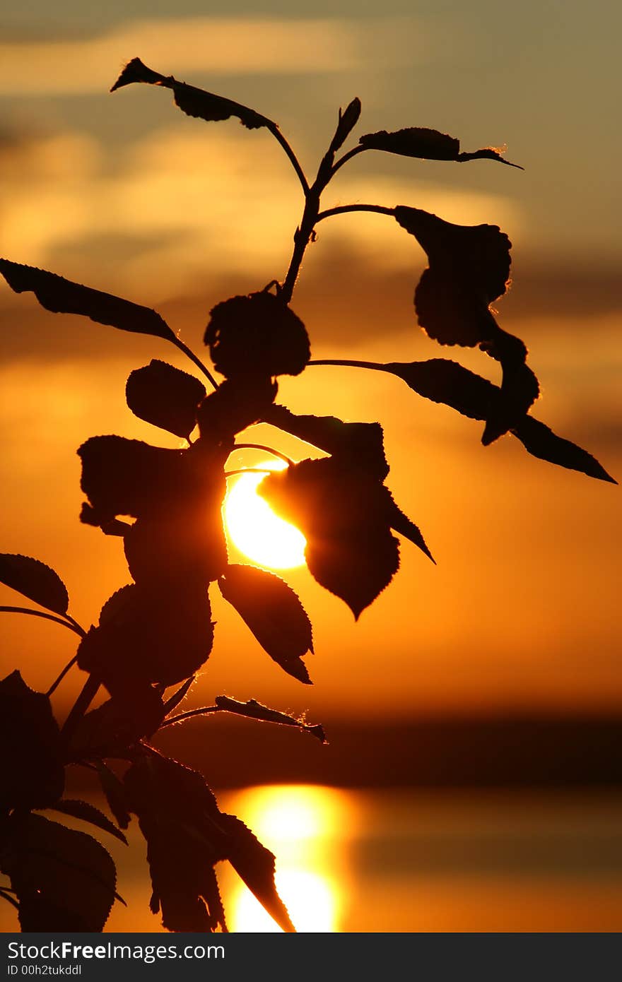 Branch On A Sunset.