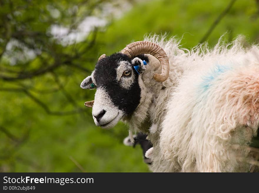 Cute Swaledale Sheep