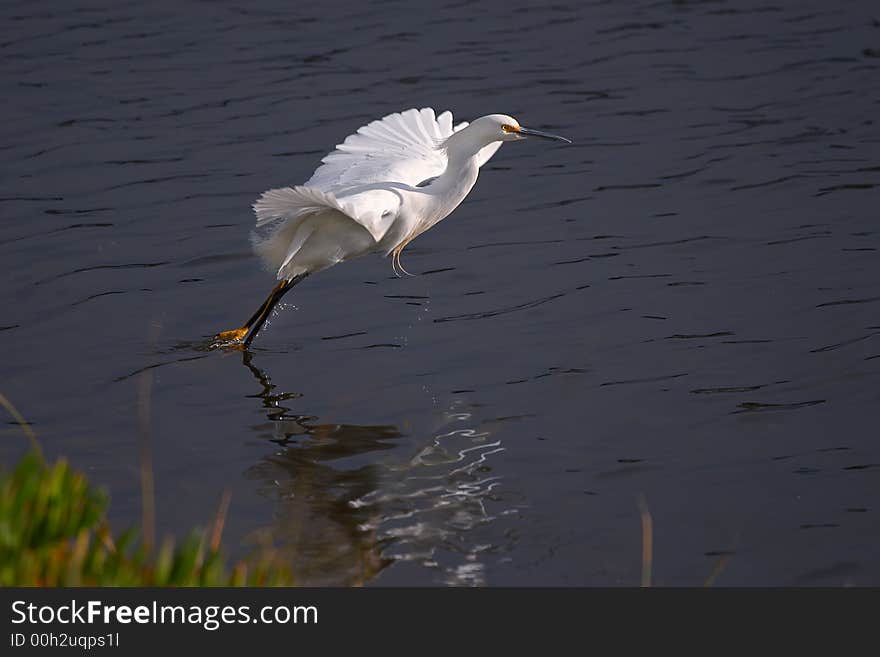 White Egret