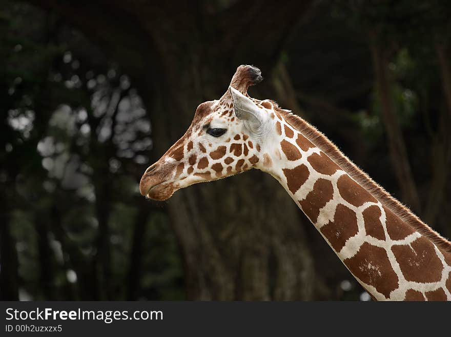 Giraffe in San Francisco Zoo