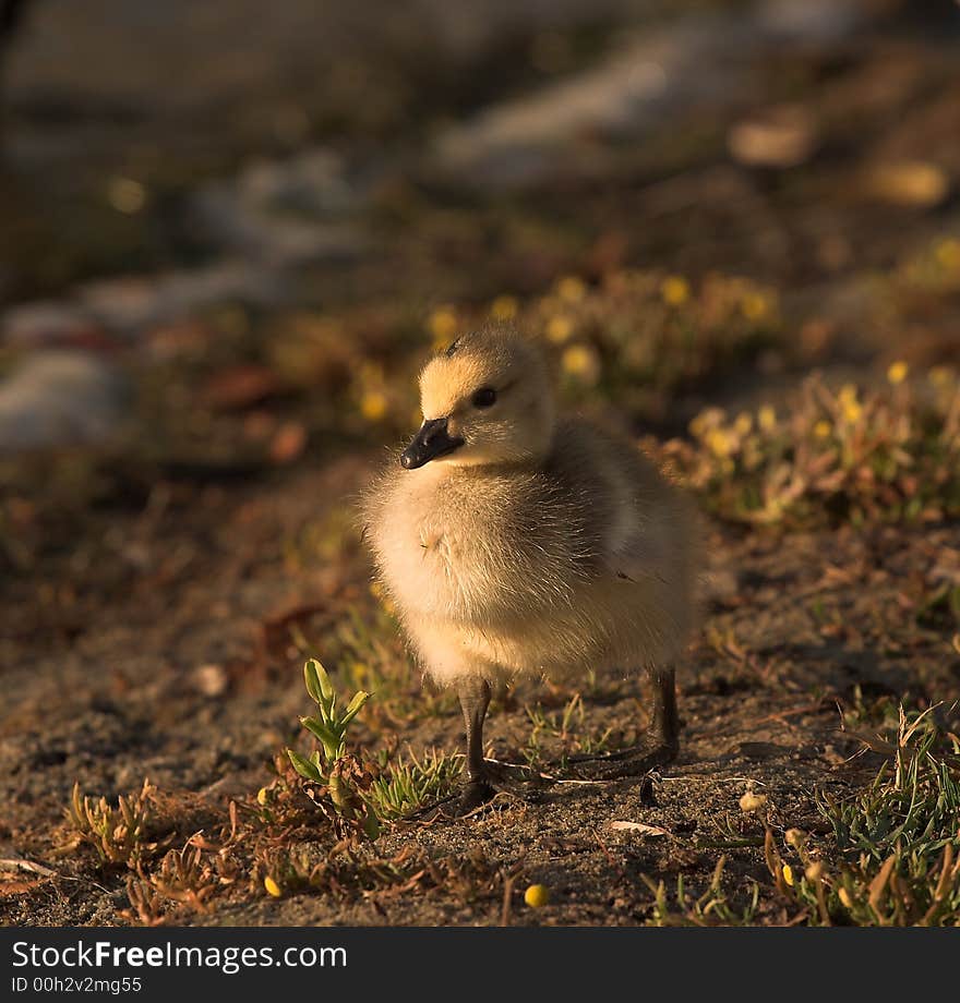 Gosling