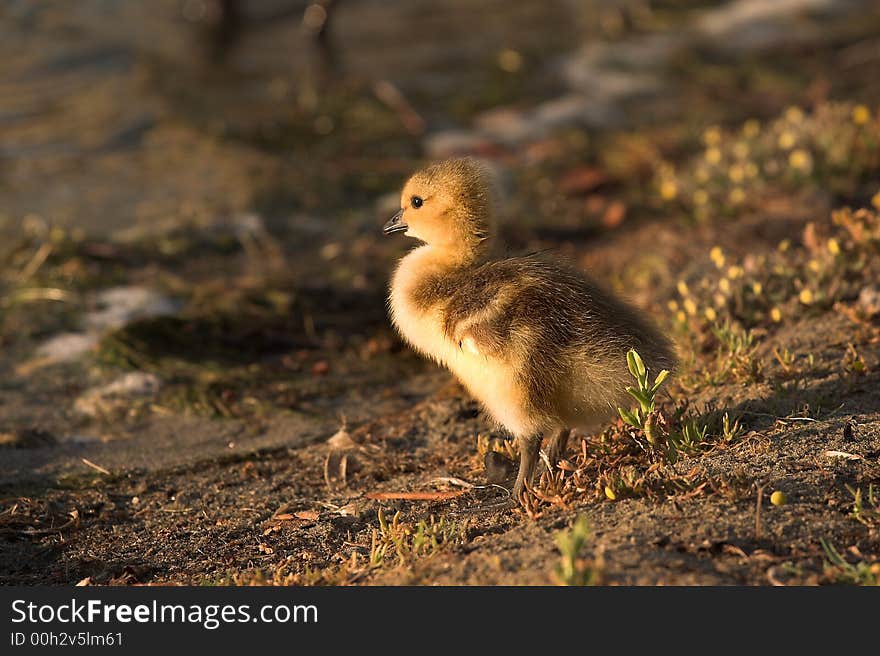 Gosling