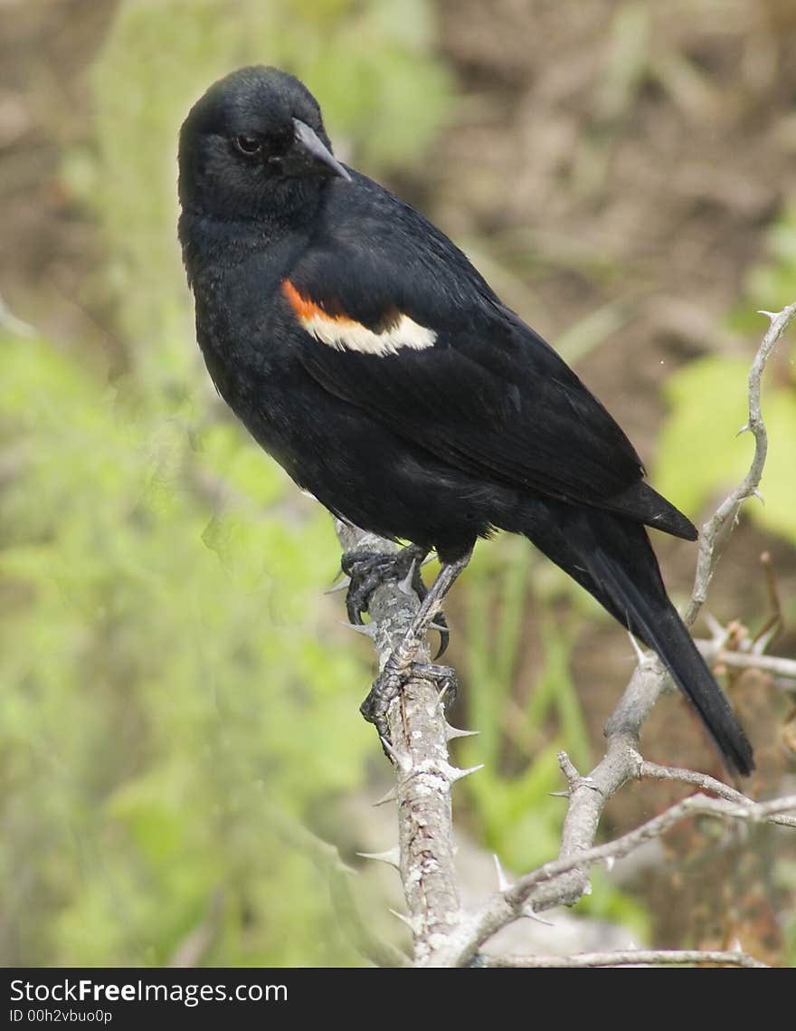 A beautiful male Red-winged Blackbird in a striking pose. A beautiful male Red-winged Blackbird in a striking pose