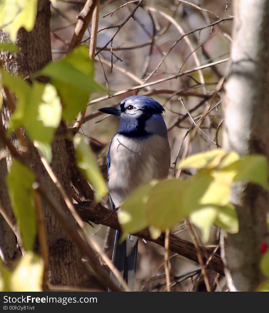 Light shining on a blue jays eye on an autumn day